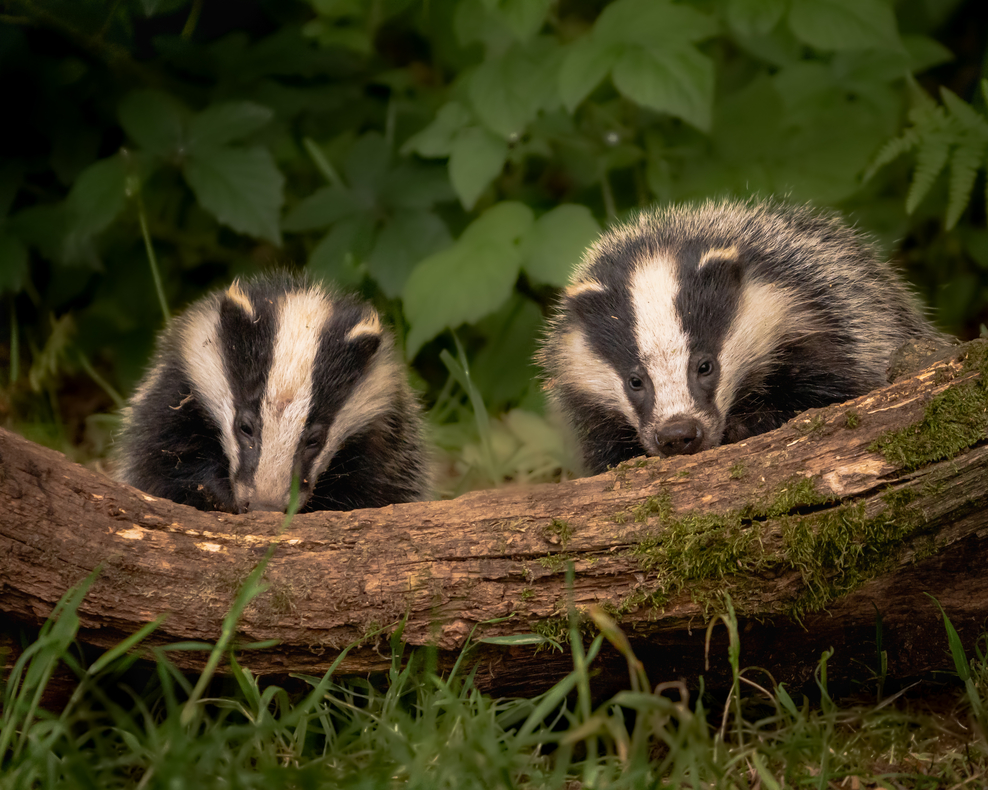 Record year for badger vaccinations in Cornwall as Wildlife Trust hail